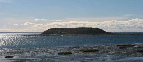 La isla de los Pájaros, en Chubut, Argentina - Sputnik Mundo