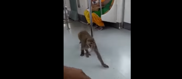 Un macaco yendo en metro en la India - Sputnik Mundo
