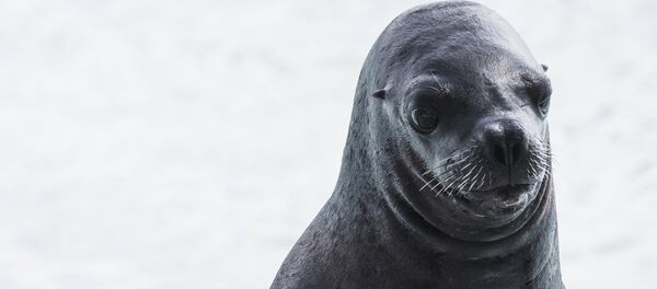 Un lobo marino - Sputnik Mundo