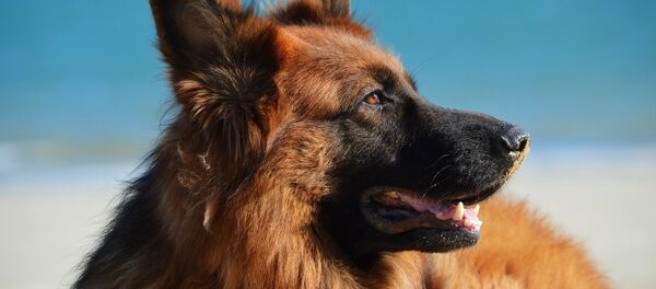 Un perro en la playa (imagen referencial) - Sputnik Mundo