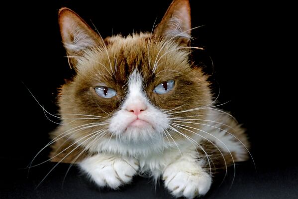 Grumpy Cat (archivo) - Sputnik Mundo