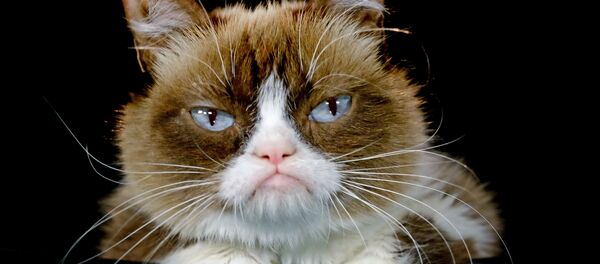 Grumpy Cat (archivo) - Sputnik Mundo