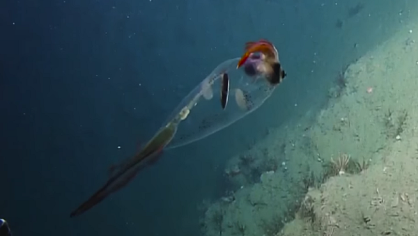 Este calamar translúcido te robará el corazón - Sputnik Mundo