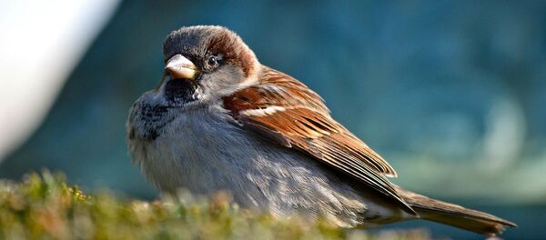 Un gorrión (inagen referencial) - Sputnik Mundo