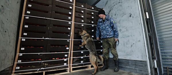 Un aduanero ruso (imagen referencial) - Sputnik Mundo