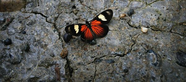 Una mariposa en la piedra, una especie en peligro de extinción Una mariposa en la piedra, una especie en peligro de extinción - Sputnik Mundo