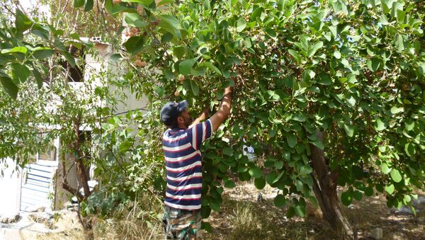 Producción de palitos pegajosos para cazas pájaros - Sputnik Mundo