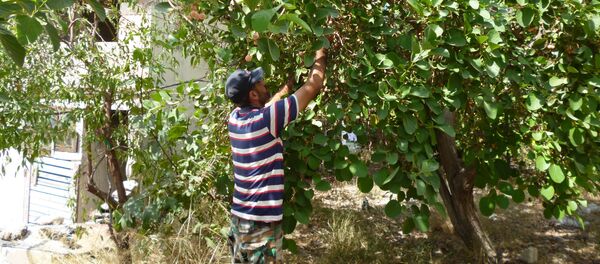 Producción de palitos pegajosos para cazas pájaros Producción de palitos pegajosos para cazas pájaros - Sputnik Mundo