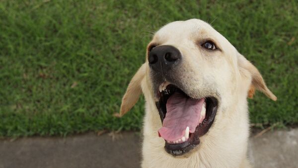 Un perro labrador - Sputnik Mundo