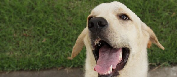 Un perro labrador - Sputnik Mundo
