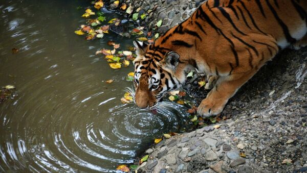 Un tigre de Amur en la zona rusa de Primorie - Sputnik Mundo