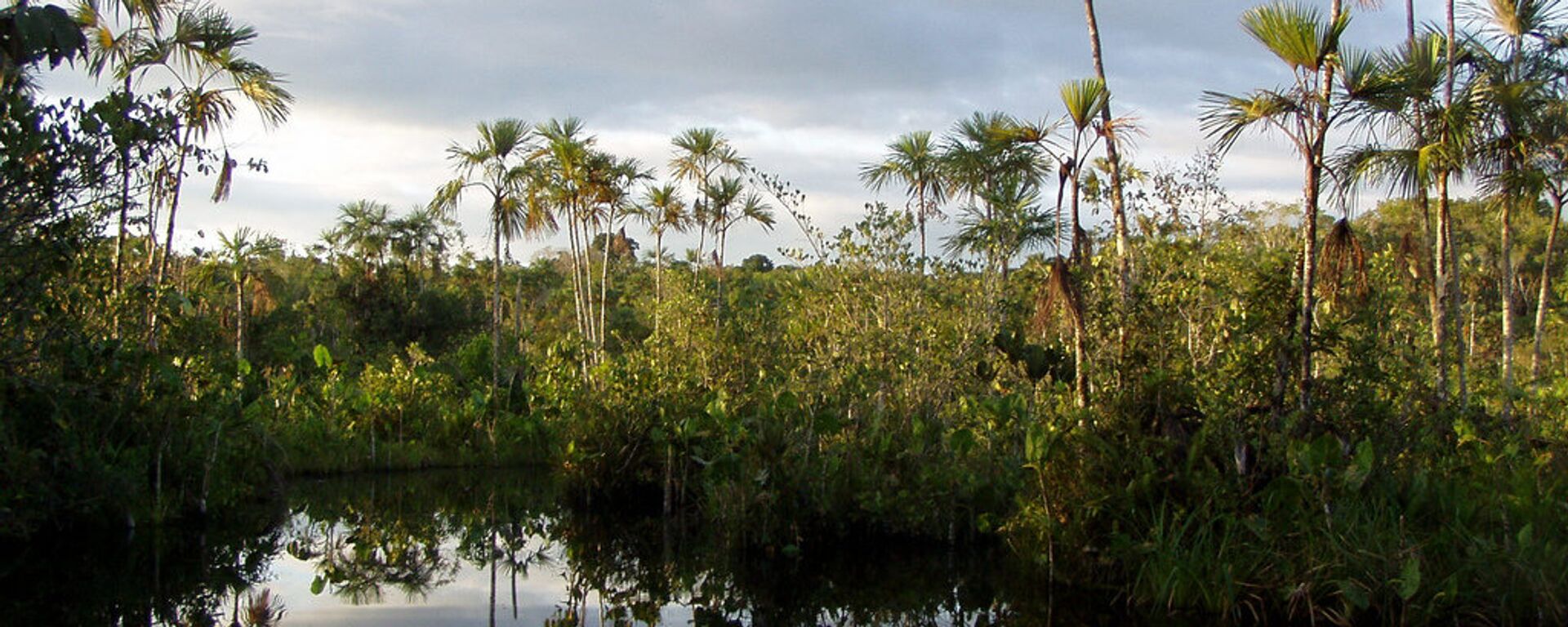 Parque Yasuní, Amazonía - Sputnik Mundo, 1920, 06.05.2021