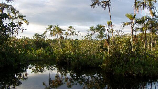 Parque Yasuní, Amazonía - Sputnik Mundo