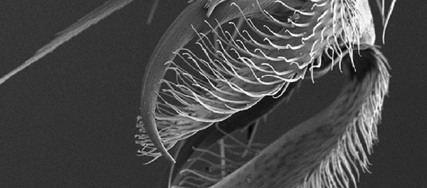 Turkmenocampa mirabilis, visto bajo el microscopio - Sputnik Mundo
