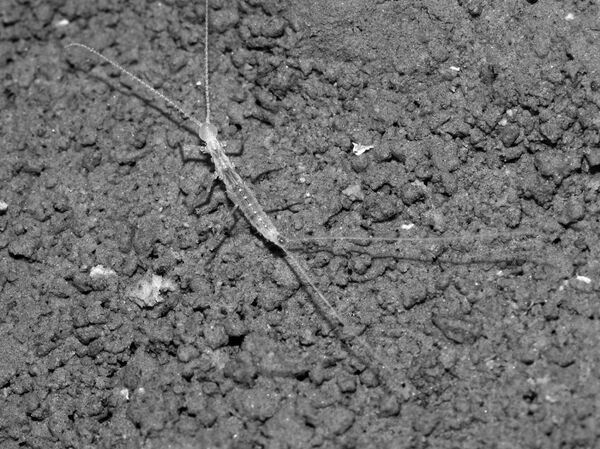 Turkmenocampa mirabilis - Sputnik Mundo