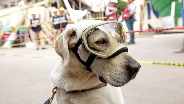 El perro-rescatista Frida - Sputnik Mundo