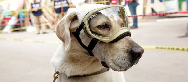 El perro-rescatista Frida - Sputnik Mundo