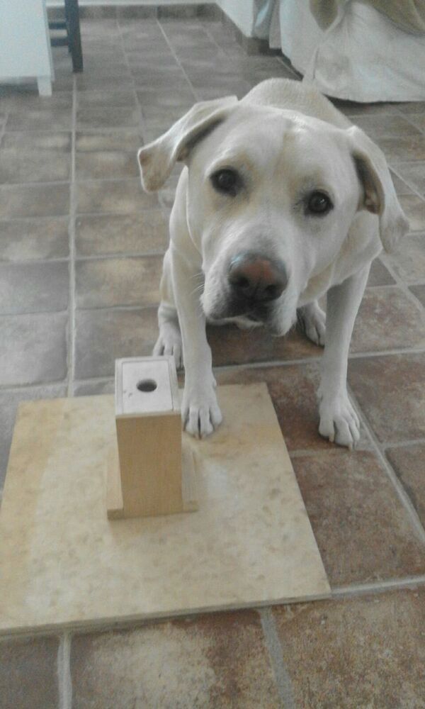 Blat, el perro que huele el cáncer de pulmón - Sputnik Mundo