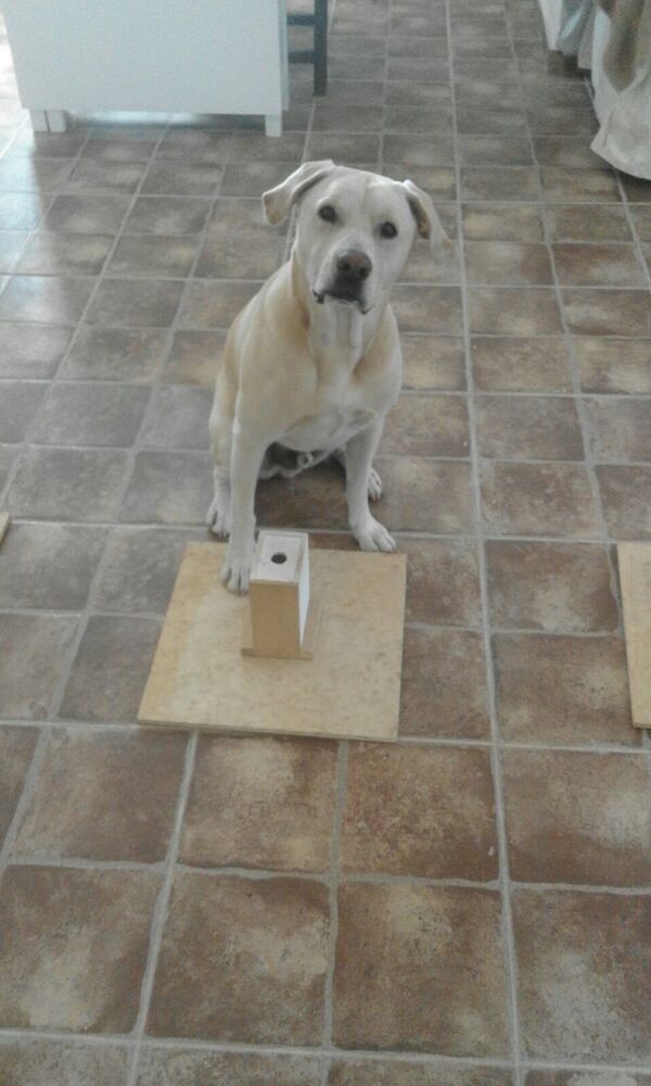 Blat, el perro que huele el cáncer de pulmón - Sputnik Mundo