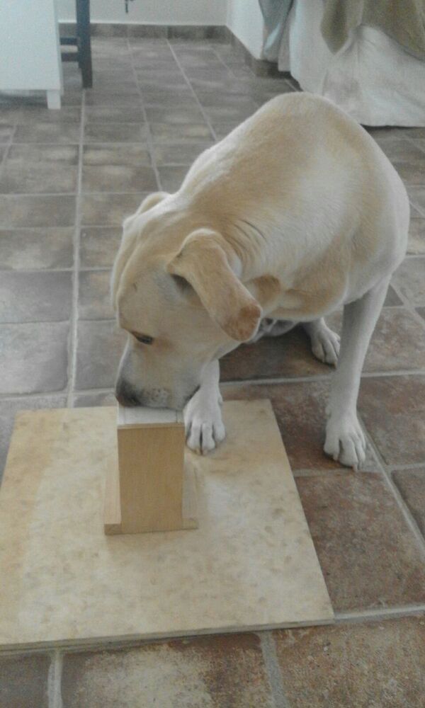 Blat, el perro que huele el cáncer de pulmón - Sputnik Mundo