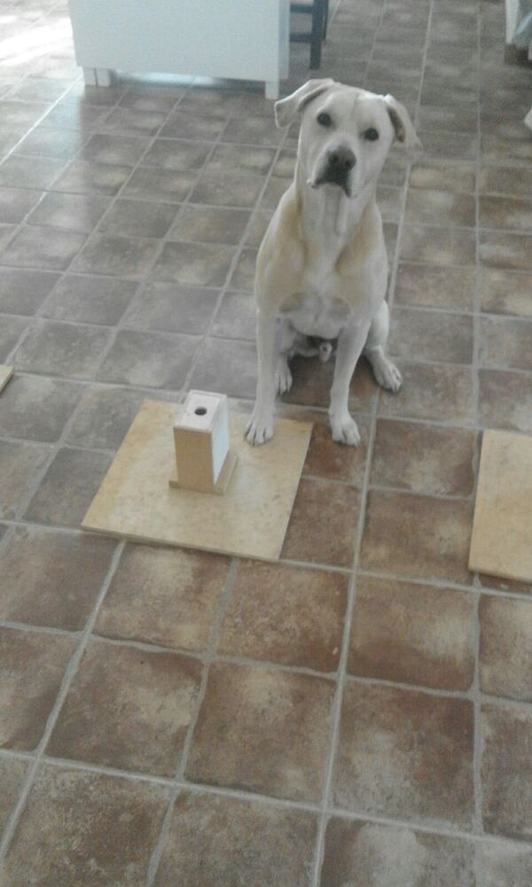 Blat, el perro que huele el cáncer de pulmón - Sputnik Mundo