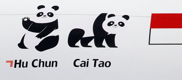 Las imagenes de los pandas chinos Hu Chun y Cai Tao, entregadas a Indonesia - Sputnik Mundo