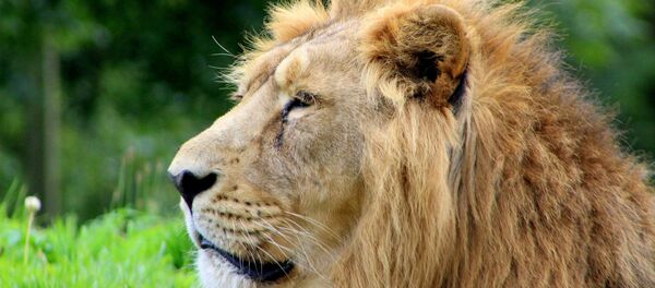 Un león (imagen referencial) - Sputnik Mundo