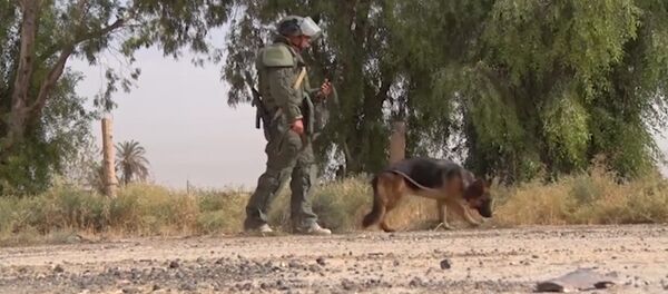 Trabajo duro y altamente peligroso: así los zapadores rusos desminan Deir Ezzor - Sputnik Mundo