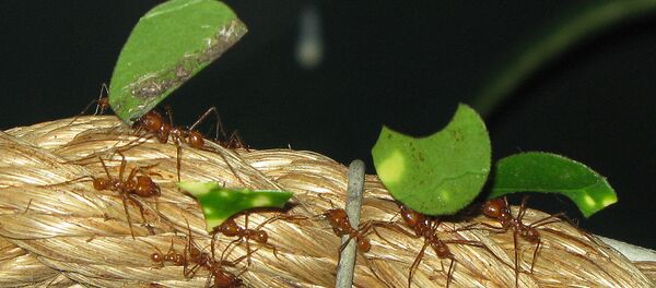 Hormigas cortadoras de hojas - Sputnik Mundo