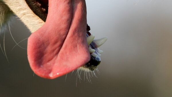 Una lengua de perro (imagen ilustrativo) - Sputnik Mundo