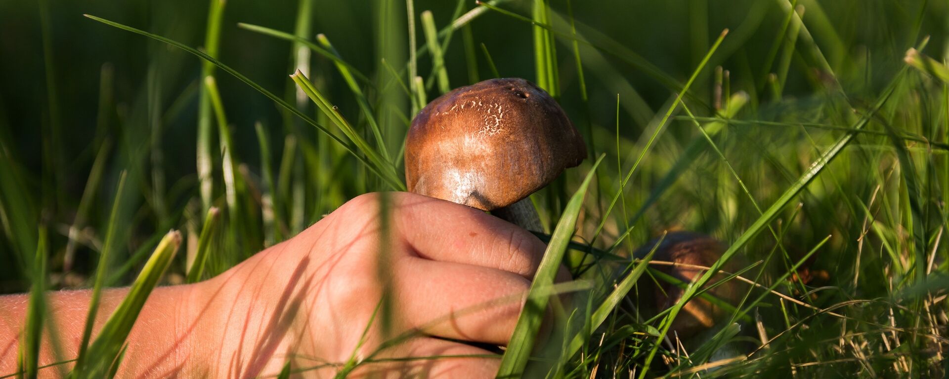 Un recolector de setas (imagen referencial) - Sputnik Mundo, 1920, 13.06.2021