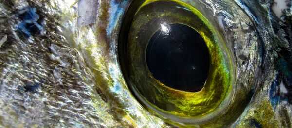 El ojo de un pez - Sputnik Mundo