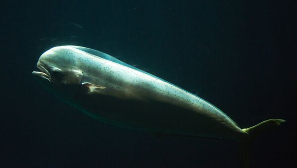 Un pez de la especie coryphaena - Sputnik Mundo