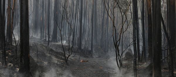 Incendios forestales en Galicia, España Incendios forestales en Galicia, España - Sputnik Mundo
