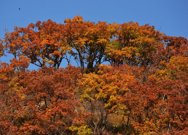 Así llega el otoño a uno de los rincones más lejanos de Rusia - Sputnik Mundo