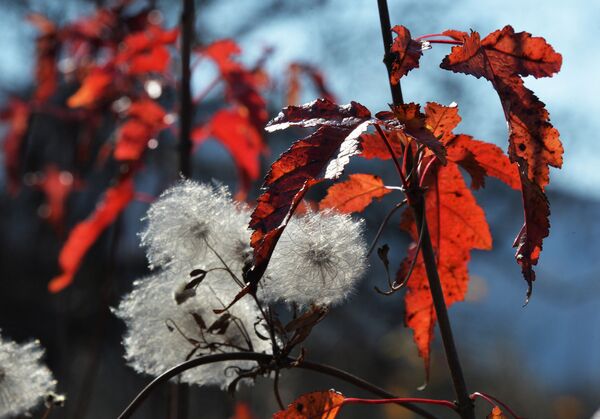 Así llega el otoño a uno de los rincones más lejanos de Rusia - Sputnik Mundo