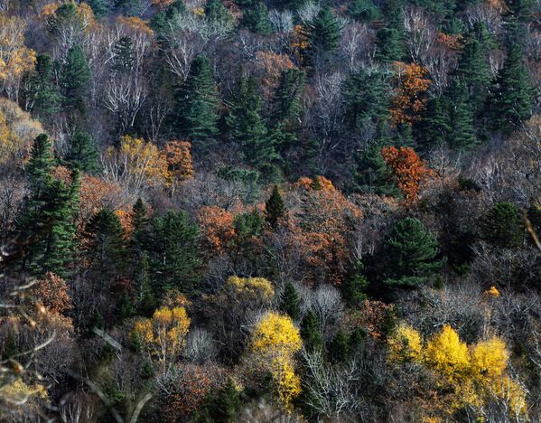 Así llega el otoño a uno de los rincones más lejanos de Rusia - Sputnik Mundo