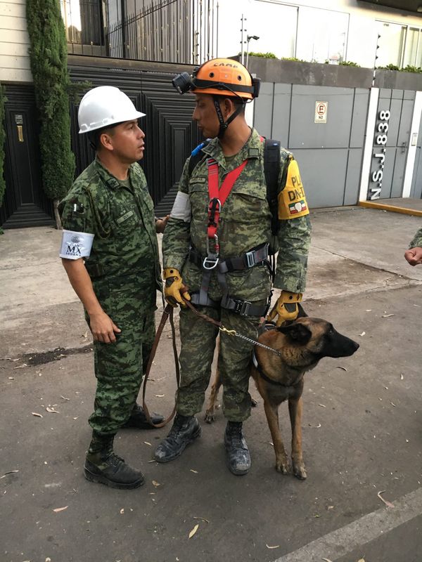 Perros de busqueda y rescate de la Secretaría de Marina-Armada de México  - Sputnik Mundo