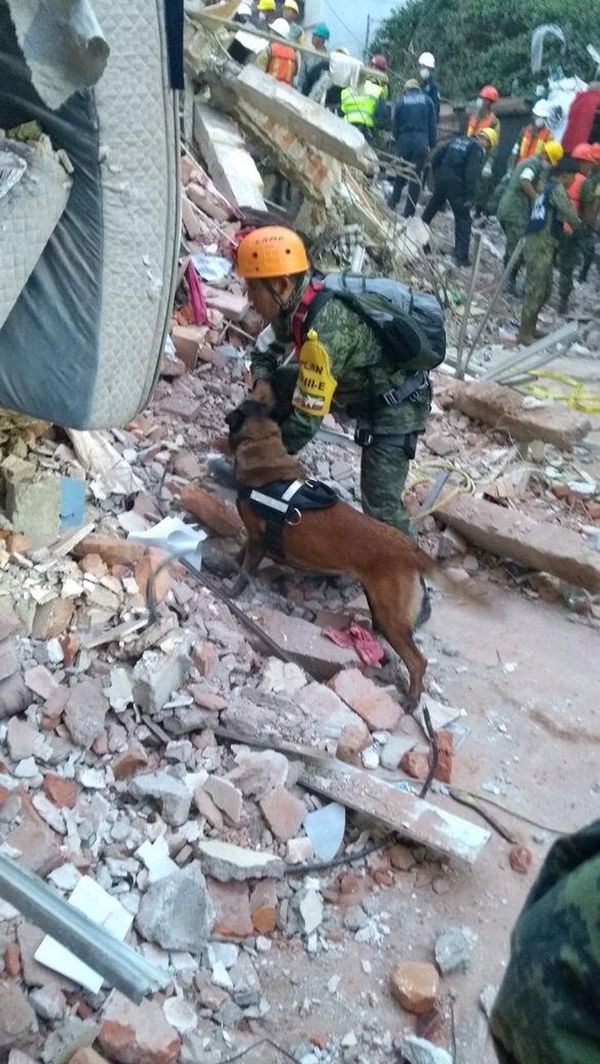 Perros de busqueda y rescate de la Secretaría de Marina-Armada de México - Sputnik Mundo