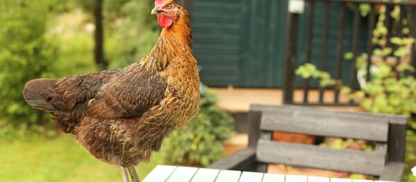 Un pollo (imagen referencial) Un pollo (imagen referencial) - Sputnik Mundo