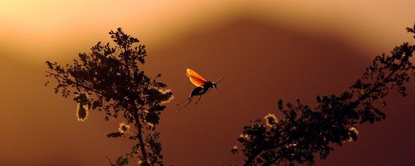 Un insecto - Sputnik Mundo