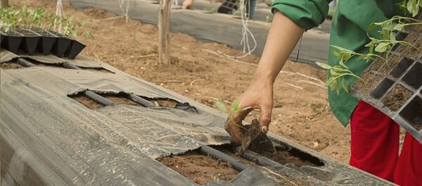 Agricultores - Sputnik Mundo