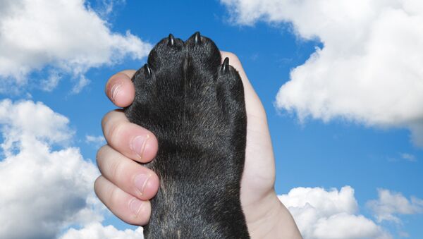 Un niño y una mascota Un niño y una mascota - Sputnik Mundo