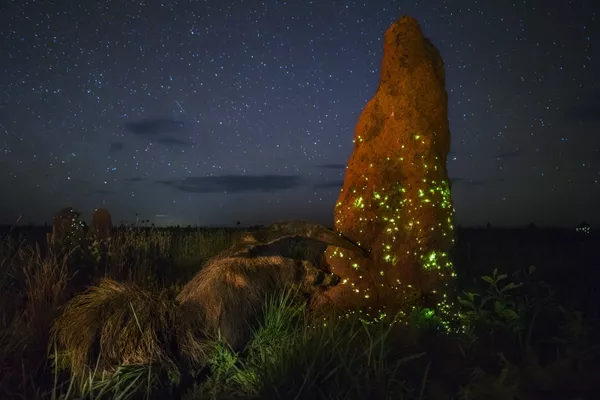 Wildlife Photographer of the Year: las mejores fotos de naturaleza del mundo Wildlife Photographer of the Year: las mejores fotos de naturaleza del mundo - Sputnik Mundo