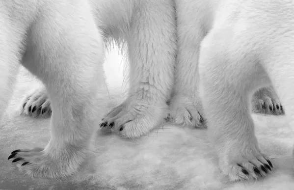 Wildlife Photographer of the Year: las mejores fotos de naturaleza del mundo Wildlife Photographer of the Year: las mejores fotos de naturaleza del mundo - Sputnik Mundo