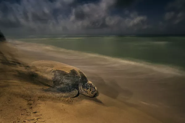 Wildlife Photographer of the Year: las mejores fotos de naturaleza del mundo Wildlife Photographer of the Year: las mejores fotos de naturaleza del mundo - Sputnik Mundo