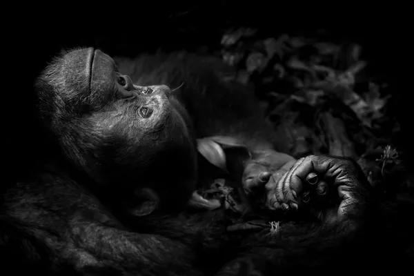 Wildlife Photographer of the Year: las mejores fotos de naturaleza del mundo Wildlife Photographer of the Year: las mejores fotos de naturaleza del mundo - Sputnik Mundo