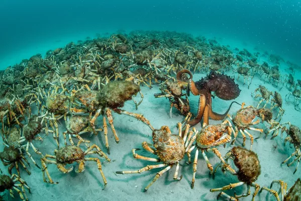 Wildlife Photographer of the Year: las mejores fotos de naturaleza del mundo Wildlife Photographer of the Year: las mejores fotos de naturaleza del mundo - Sputnik Mundo