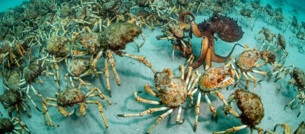 Wildlife Photographer of the Year: las mejores fotos de naturaleza del mundo Wildlife Photographer of the Year: las mejores fotos de naturaleza del mundo - Sputnik Mundo