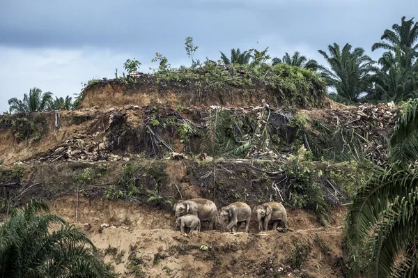 Wildlife Photographer of the Year: las mejores fotos de naturaleza del mundo Wildlife Photographer of the Year: las mejores fotos de naturaleza del mundo - Sputnik Mundo
